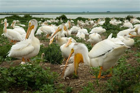 American White Pelican - Klaus Nigge Photography