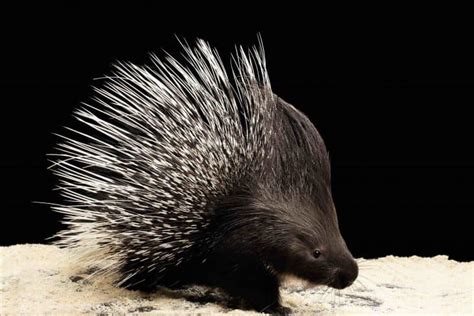 40 Porcupine Facts: World's Spiniest Rodents - Facts.net