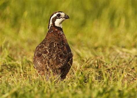 Bobwhite Quail in Texas - Restoring habitat in South Texas - Texas Landowners Association