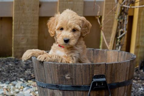 Goldendoodle Facts: A Guide to this favorite poodle mix – petsKB