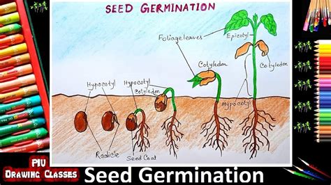 Seed Germination Diagram For Kids