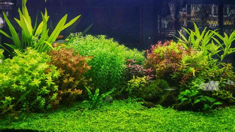 Freshwater Aquarium Plants List