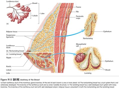 Mammary Gland Anatomy