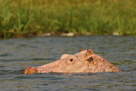 [b]ARTURO DE FRIAS - WILDLIFE PHOTOGRAPHY[/b]: Albino Hippo