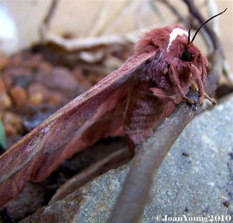 South African Photographs: Emperor Moth (Gonimbrasia belina)