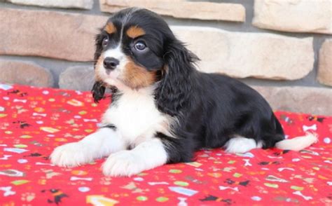 Available Cavalier King Charles Spaniel Pups For adoption