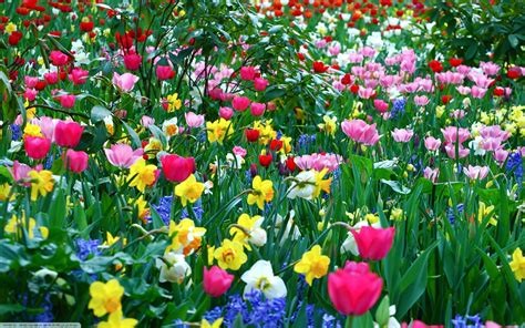 🔥 Download Spring Flowers Wallpaper Flower Background HD Desktop by ...