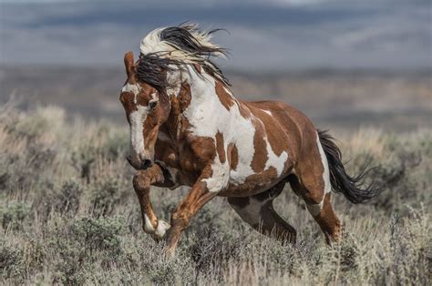 Spirit Of The Wild West - Picasso of the Sand Wash Basin in Colorado ...