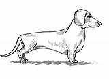 Dachshund Coloring Page  Home sketch template