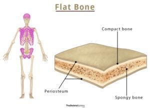 Flat Bones – Definition, Examples, Functions, & Diagram