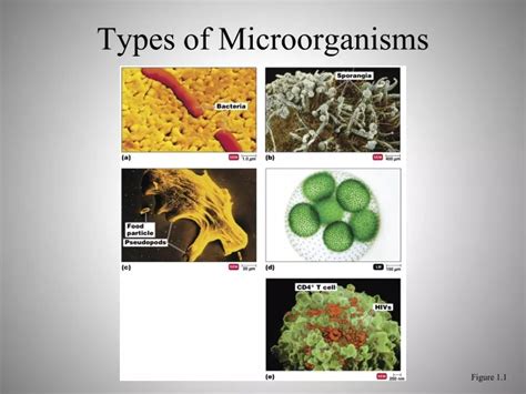 PPT - Types of Microorganisms PowerPoint Presentation, free download - ID:9685592