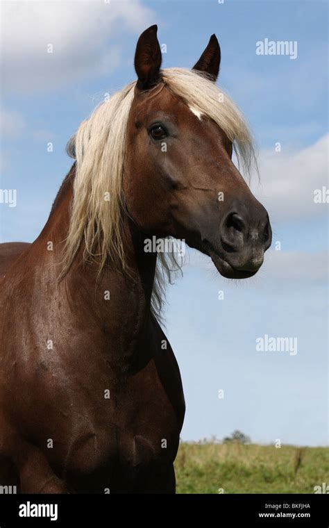 Black Forest Horse Stock Photo - Alamy