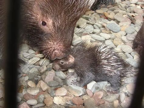 Baby Porcupines