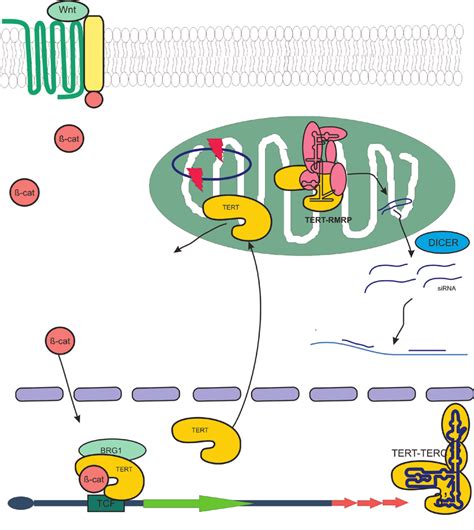 Telomerase is the enzyme with versatile functions. Schematic ...