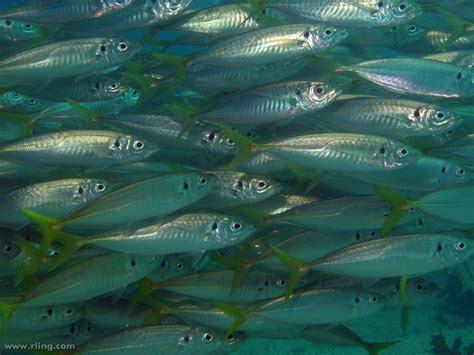 Atlantic Horse Mackerel (Berlengas Islands Nature Reserve Field Guide ...