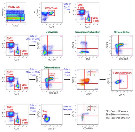 [Flow cytometry] T cell phenotypes（T cells subsets）gating strategy ...