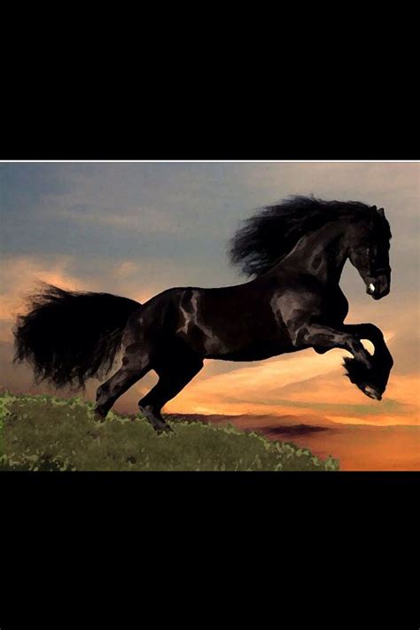 Black Horse Sunset | Hybrid cat, Horses, Black horse