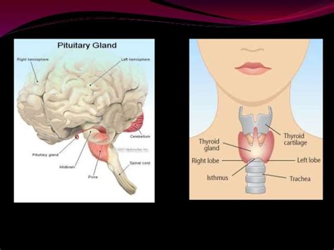 Important ductless glands of human body