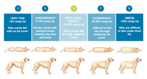 Ask the Vet: Preventing Dog Obesity - Southeastern Guide Dogs Inc