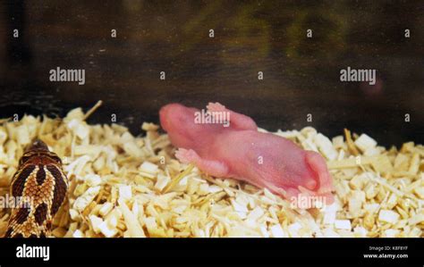 RAT FILM, 2016. ©Cinema Guild/Courtesy Everett Collection Stock Photo - Alamy