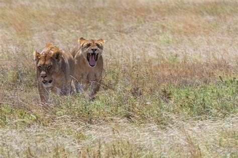 Aerial View of Two Lions Walking and Hunting in Grassland Stock Photo ...