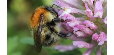 The Life and Death of the Queen Bumblebee | University of Cambridge