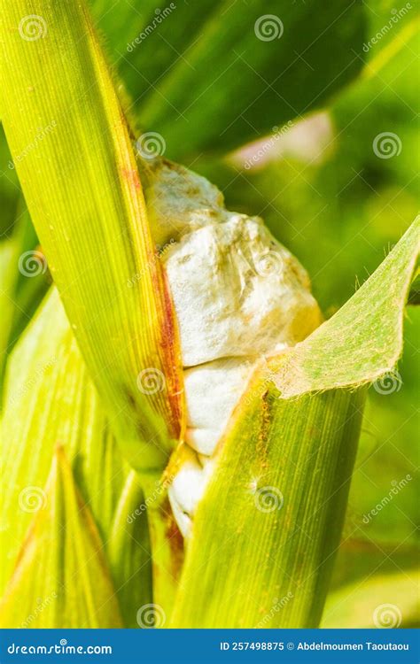 Common of corn stock image. Image of algeria, chlorosis - 257498875