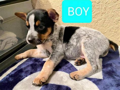 Purebred Australian blue heeler puppies San Antonio - Puppies for Sale Near Me