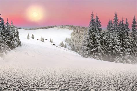 Wallpaper Carpathians Zakarpattia Ukraine Sun Winter Spruce Nature