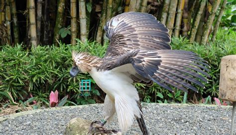 Cebu Pacific Adopts Philippine Eagle "Mindanao" | Escape Manila