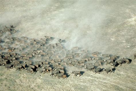 Herd of Cape buffalo - Stock Image - Z956/0235 - Science Photo Library