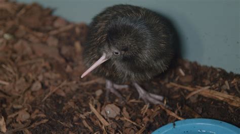 Second Kiwi Chick Hatches at Smithsonian Conservation Biology Institute This Year | Smithsonian ...