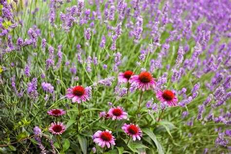 12 Lavender Companion Plants (& 4 Plants To Grow Nowhere Near)