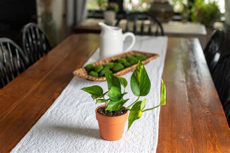 How to Care for Pothos Plant - Living House