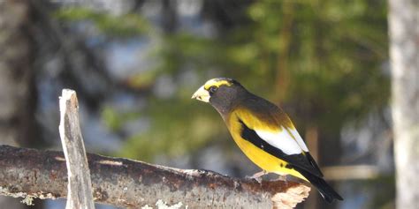 258 – The Wandering Grosbeak - Cable Natural History Museum