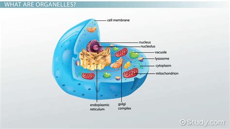 Non-Membrane Bound Organelles | Types & Examples - Lesson | Study.com