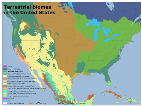 BIOMES What determines a terrestrial biome Climate Temperature