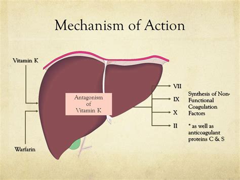 Warfarin Mechanism Of Action Animation