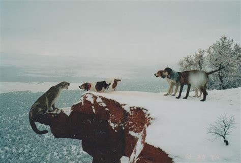 mountain lion hunting dogs | Lion Hunting Dogs - Mountain Lion - Cougar - Hunting Big Game ...