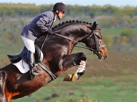 jumping in a stock saddle | The Horse Forum