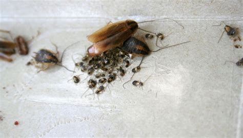 White Roaches: Basic Info You Need to Know