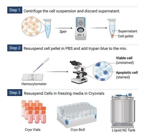 Cryopreservation: Description, Techniques, & Protocols