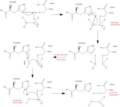 Serine protease - Wikipedia