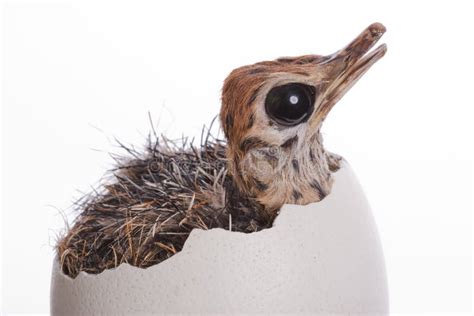 Baby Ostrich in Egg stock photo. Image of baby, hatching - 10207130