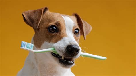 How Come Dogs Dobt Need To Brush Teeth