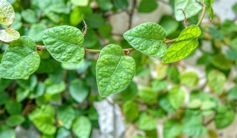 Ficus Pumila Repens Staked Plant 5Gallon Creeping Fig Climbing Vine Wall Covering Fig Live Plant ...