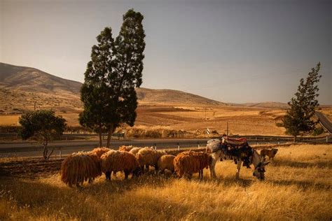 Palestinians in Jordan Valley Fear Annexation Would Choke Off Their ...