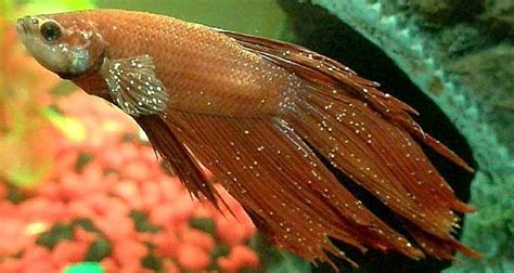 Ich on Fish: Disease Symptoms, Causes, Treatment