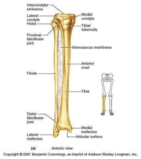 Pictures Of Anterior Crest Of The Tibia