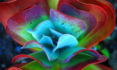 Succulent Wallpapers - Wallpaper Cave